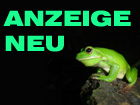 Chlamydosaurus kingii -  1,2 adulte kragenechsengruppe