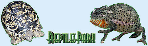 Reptilien Links und Terraristik Forum