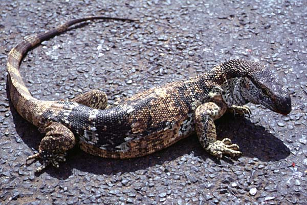 varanus albigularis