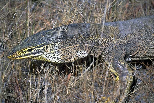 varanus gouldi