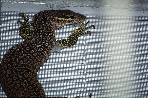 varanus timorensis