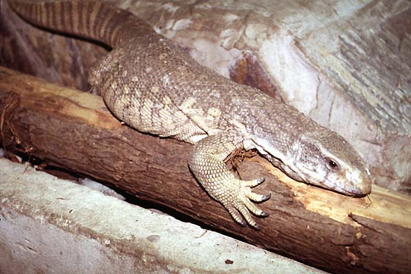 varanus exanthematicus