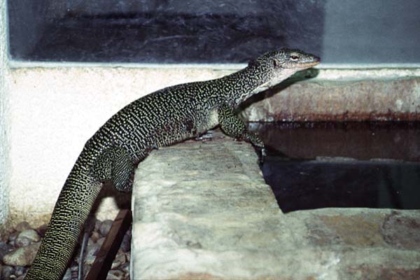 varanus indicus