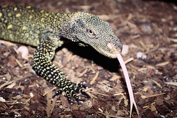 varanus salvadorii