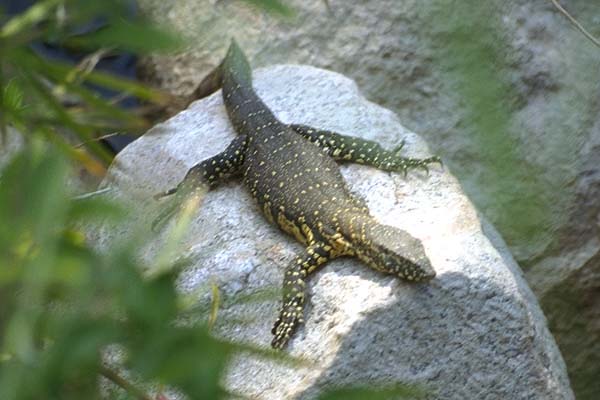 varanus niloticus