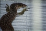 varanus timorensis