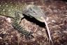 varanus salvadorii