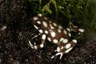 Amphibien Bild - Angebot (Excidobates mysteriosus) - Mara��n Baumsteiger 