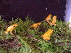 Amphibien Bild - Angebot phyllobates terribilis - biete Phyllobates terribilis orange NZ
