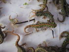 Amphibien Bild - Angebot Triturus marmoratus - Marmormolche abzugeben