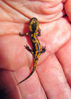 Amphibien Bild - Angebot salamandra salamandra - Feuersalamander NZ 2011