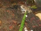 Amphibien Bild - Angebot bombina variegata - Gelbbauchunke NZ 2011