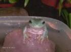 Amphibien Bild - Angebot Litoria caerulea - Korallenfingerlaubfrosch