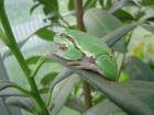 Amphibien Bild - Angebot Hyla arborea - Europ�ische Laubfr�sche