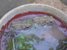 Amphibien Bild - Angebot Bufo calamita und Bufo viridis - Kreuzkr�te und Wechselkr�te