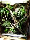 Amphibien Bild - Angebot Lygodactylus williamsi, Phyllobates bicolor + E.N.T Terra - Verkaufe ein E.N.T Dendrobaten-Terrarien mit Tiere