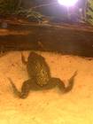 Amphibien Bild - Angebot Pipa parva - Pipa parva Zwergwabenkr�te