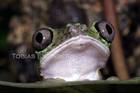 Agalychnis lemur - Lemurlaubfr�sche