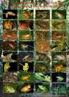 Amphibien Bild - Angebot  - Froschposter