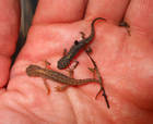 Amphibien Bild - Angebot triturus alpestris - Bergmolch NZ 2008