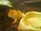 Amphibien Bild - Angebot  - Hornfrosch