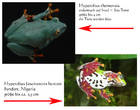 Amphibien Bild - Angebot Hyperolius thomensis, H. fusciventris - Hyperolius