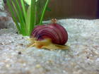 Aquarien Bild - Angebot  - lila, rosa und weisse Apfelschnecken