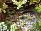 Diverses Bild - Angebot  - Biete Terrarien und Zubeh�r