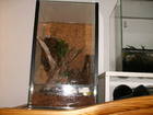 Diverses Bild - Angebot  - Terrarien Schlangen Spinnen