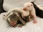Exoten Bild - Angebot mephitis mephitis - 2012-Streifenskunk Stinktier Skunk Welpen