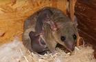 Exoten Bild - Angebot Monodelphis domestica - Kurzschwanzopossum Jungtiere abzugeben