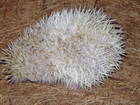 Exoten Bild - Angebot Atelerix Albiventris  - Afrikanische Wei�bauchigel