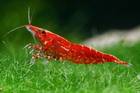 Fische Bild - Angebot  - Guppys und Red Cherry Garnelen , je 1�