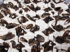 Futtertiere Bild - Angebot Blaptica dubia - Argentinische Waldschaben