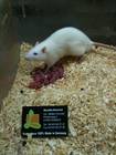 Futtertiere Bild - Angebot  - Futternager+Insekten: M�use, Ratten, Vielzitzen, i