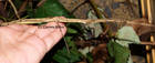 Insekten Bild - Angebot Phaenopharos khaoyaiensis - Phaenopharos khaoyaiensis