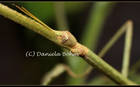 Insekten Bild - Angebot Ramulus Artemis - Ramulus Artemis