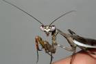 Insekten Bild - Angebot Parasphendale affinis - Mantiden