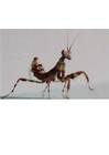 Insekten Bild - Angebot Creobroter pictipennis - Creobroter pictipennis L1-L3 Bl�tenmantis Gottesan
