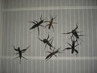 Insekten Bild - Angebot Eurycantha calcarata - Dorngespenstschrecke