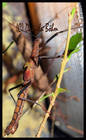 Insekten Bild - Angebot Neophasma subapterum - Neophasma subapterum