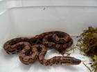 Reptilien Bild - Angebot epicrates chenchria chenchria - Rote Regenbogenboa