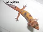 Reptilien Bild - Angebot Eublepharis macularius - Leopardgecko Farbzuchten 2011