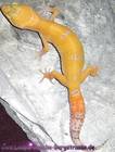 Reptilien Bild - Angebot Eublepharis Macularius - Leopardgeckonachzuchten abzugeben