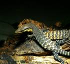 Reptilien Bild - Angebot  - Varanus glauerti Nz 10/2011