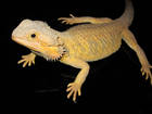 Reptilien Bild - Angebot pogona vitticeps - colourdragons.at - Bartagamen, Zubeh�r, Technik