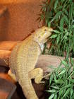 Reptilien Bild - Angebot  - Bartagamen Zuchtpaar Red/Gold, Yellow