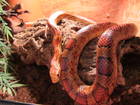 Reptilien Bild - Angebot Pantherophis guttatus - Kornnatter