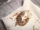 Reptilien Bild - Angebot Uromastyx ocellat - geschm�ckte Dornschwanzagame