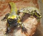  - Zuchtpaar 1,1 Uromastyx ac. nigriventris